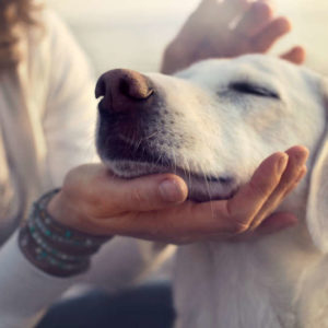 Curso Terapeuta en Comportamiento canino